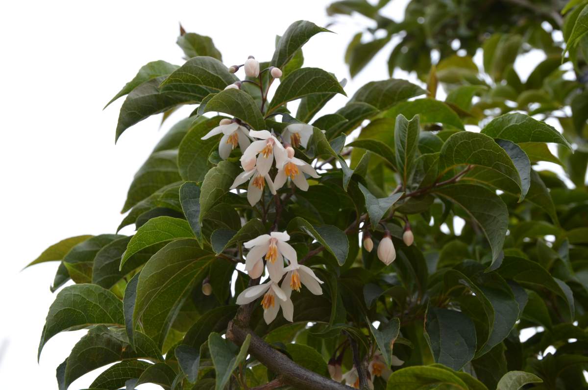 Japanischer Schneeglöckchenbaum
