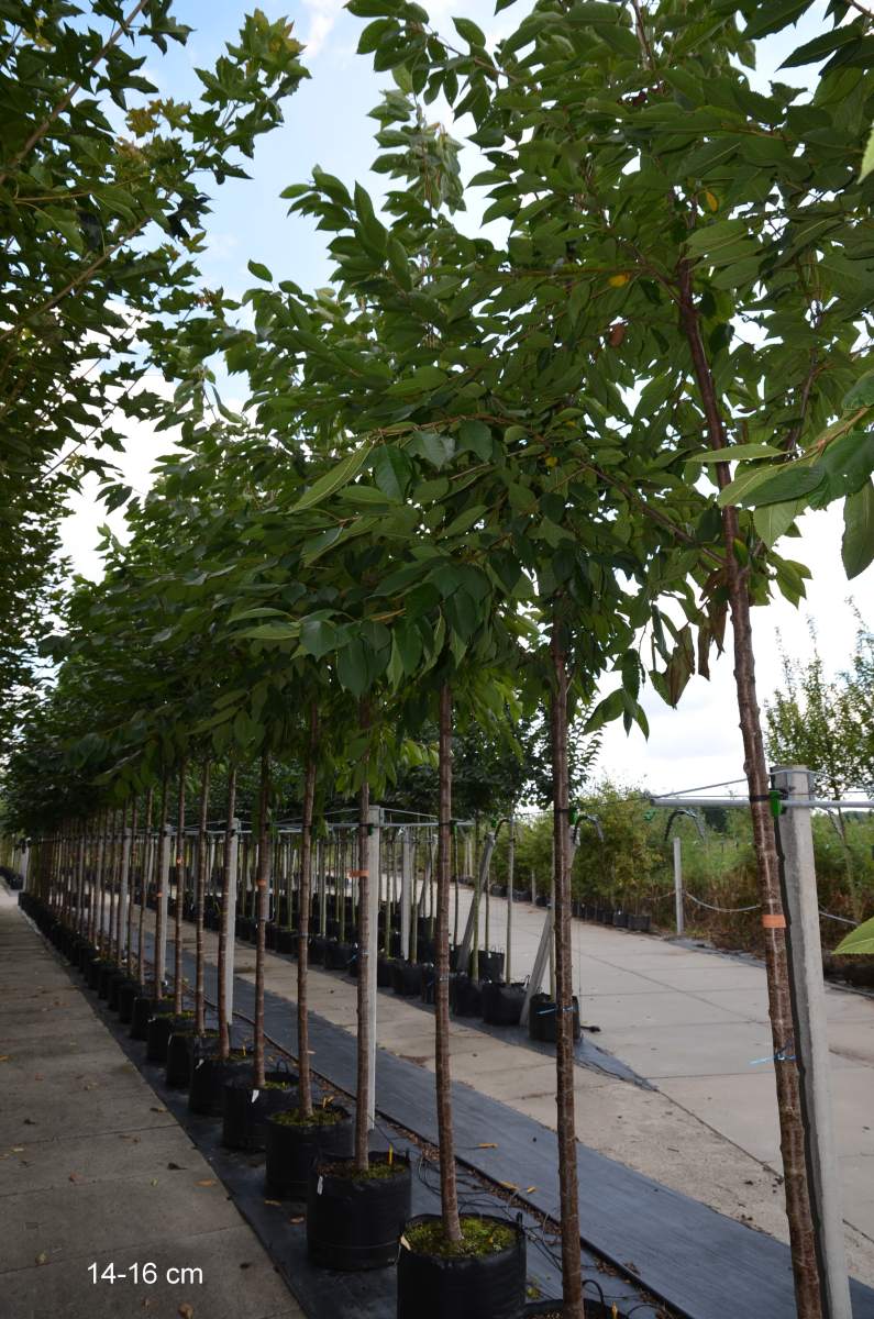 Preview: Süßkirsche: Early Rivers