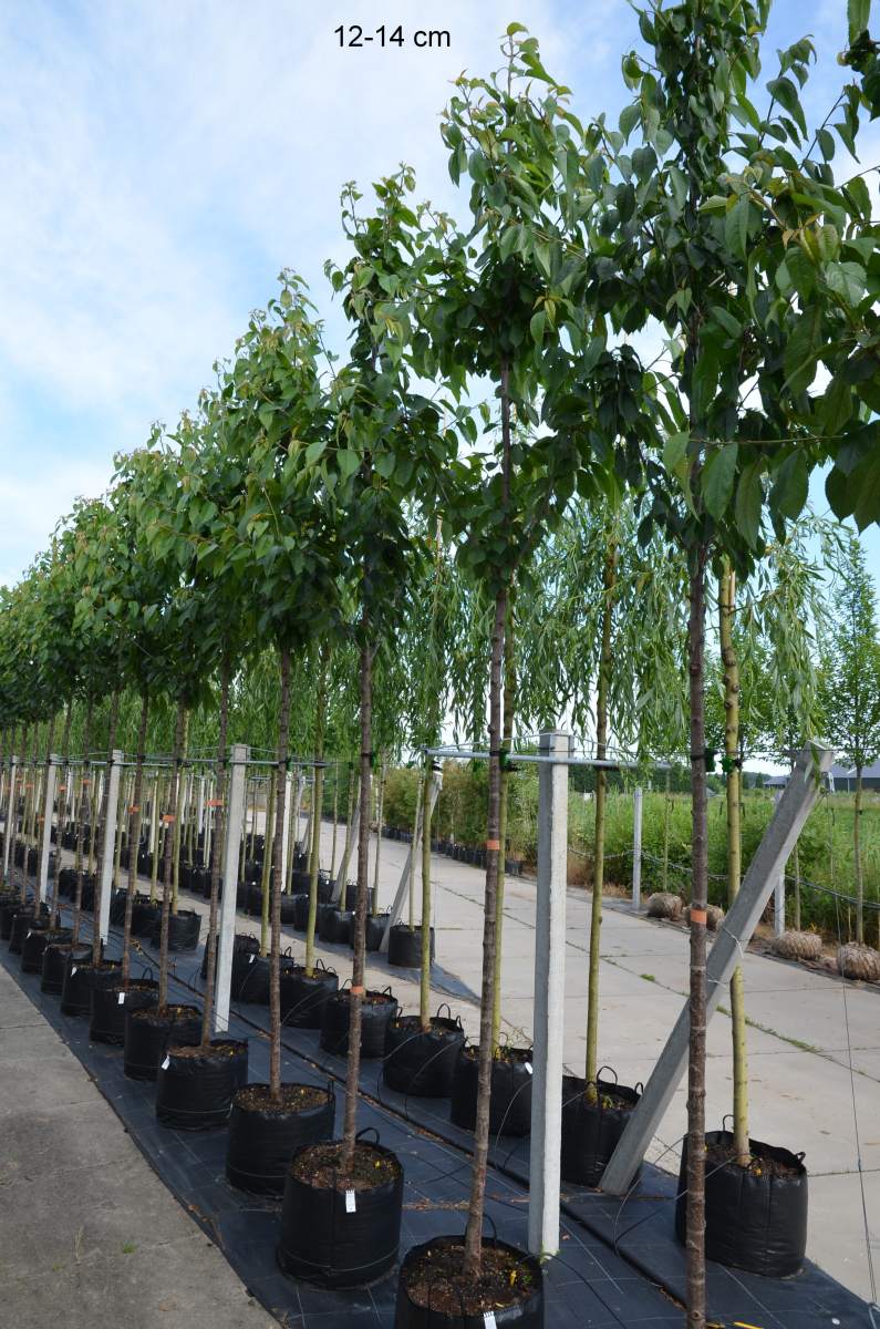 Preview: Süßkirsche: Early Rivers