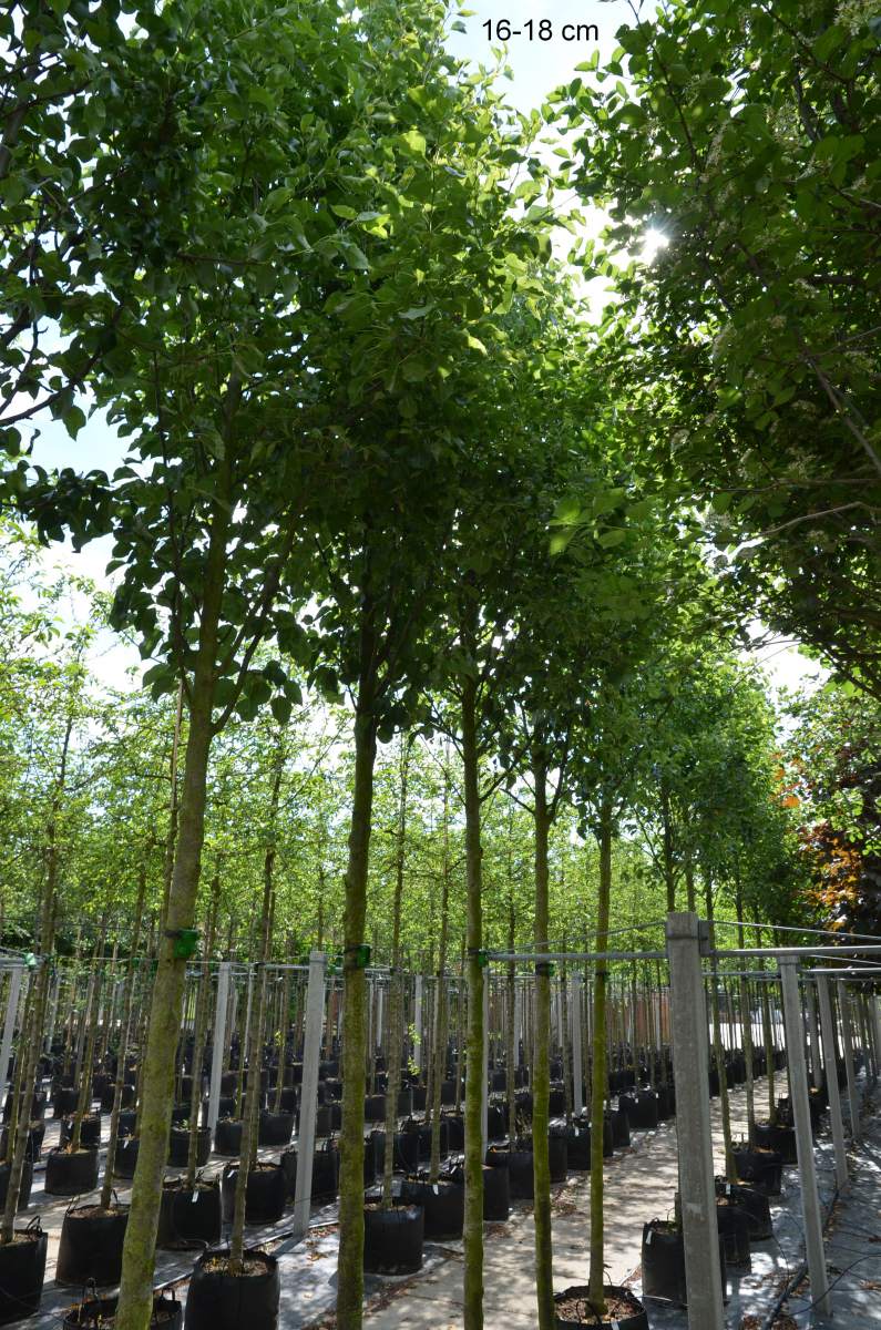 Sie suchen die chinesische Zierbirne als großen Baum? Dann