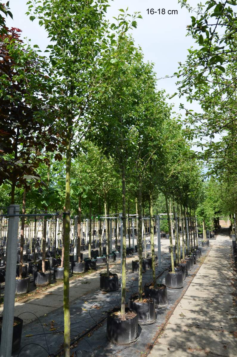 Sie suchen die chinesische Zierbirne als großen Baum? Dann