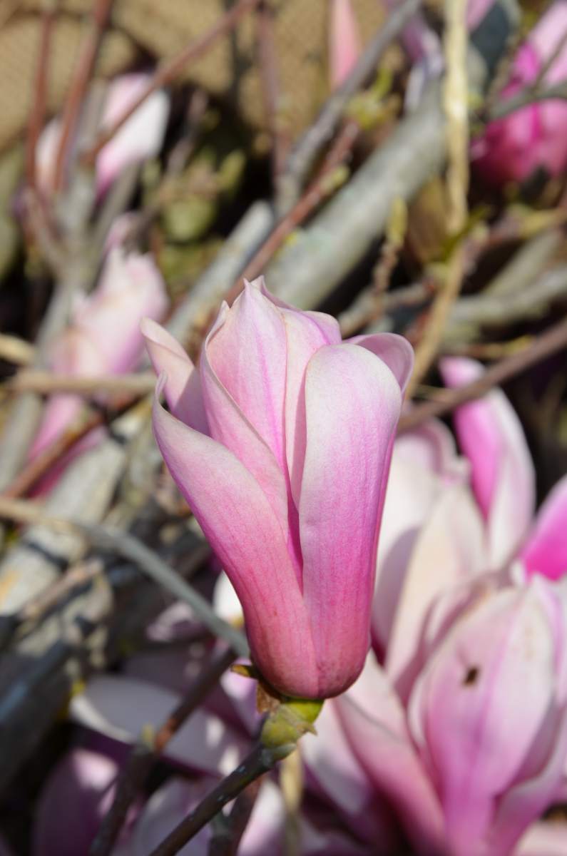 Magnolie: Tulpenmagnolie Heaven Scent
