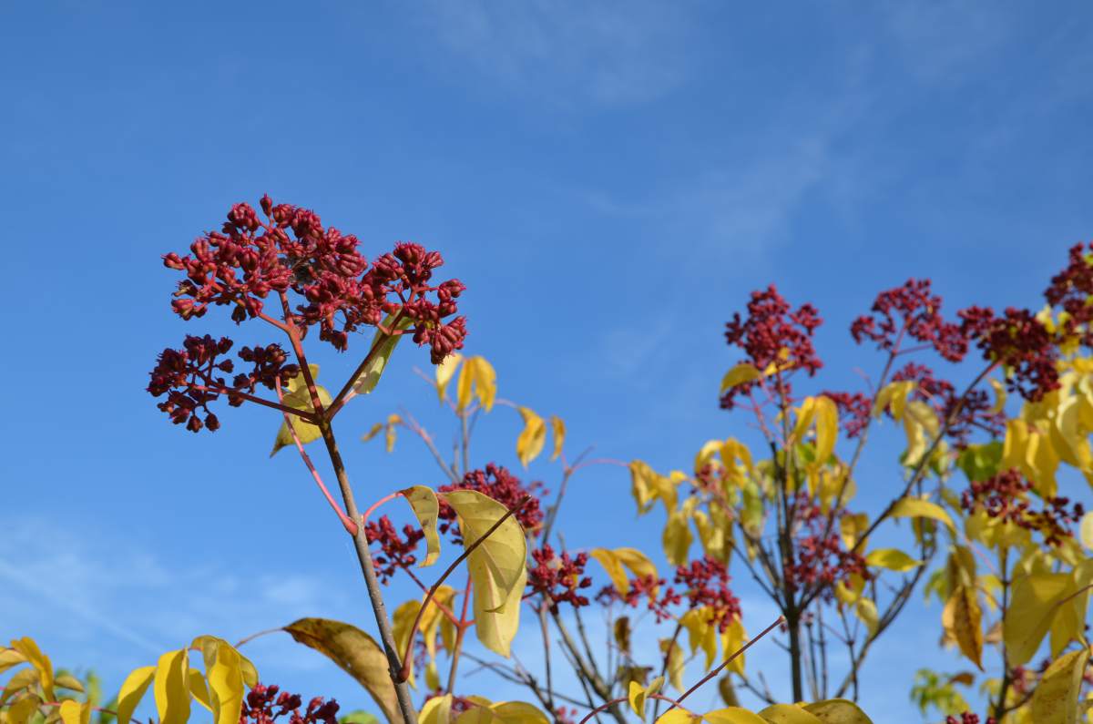 Bienenbaum/Honigesche