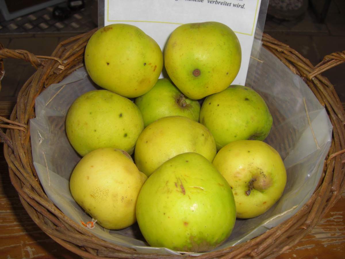 Apfel: Luxemburger Renette