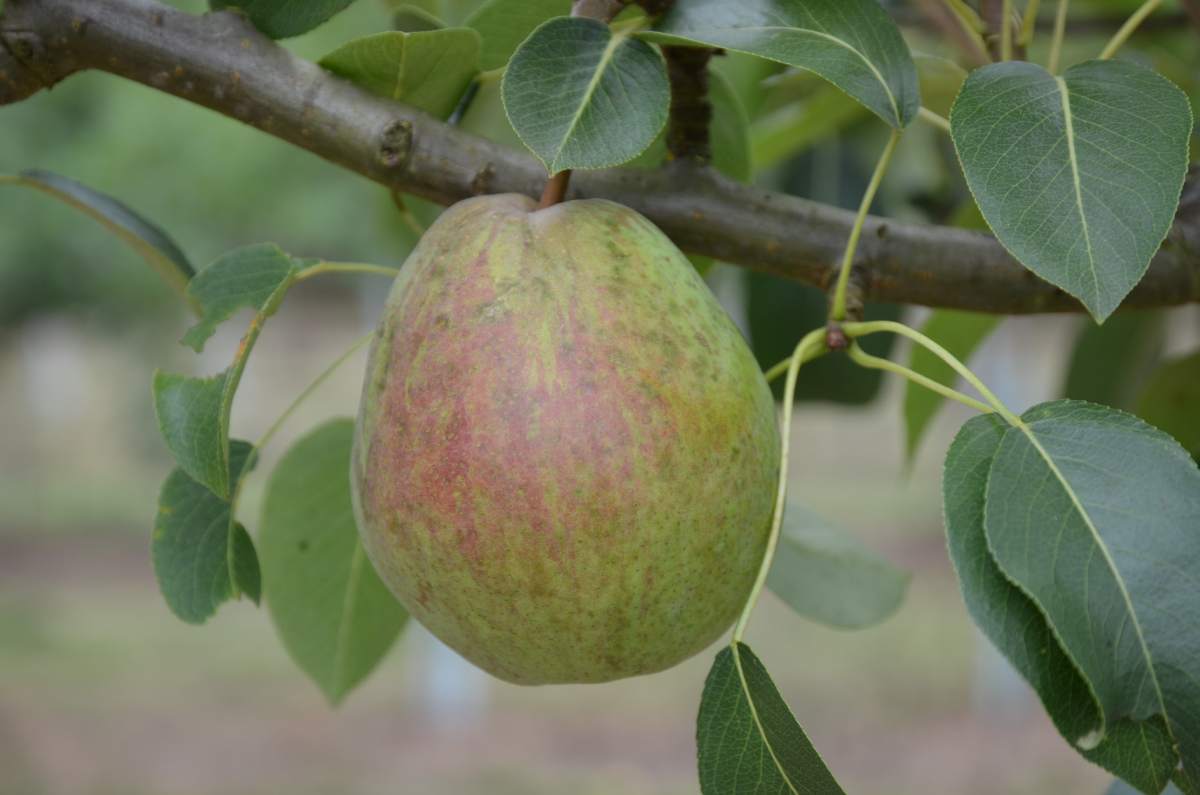 Birne: Frühe von Trevoux