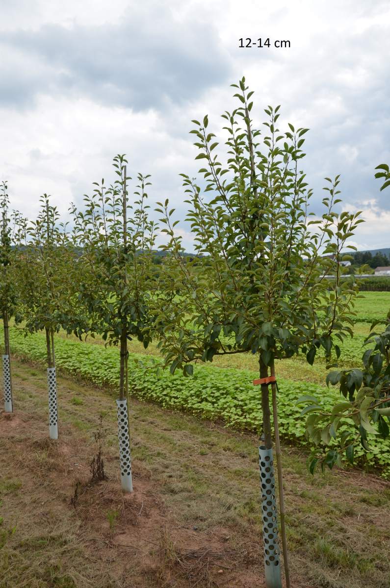 Birne: Frühe von Trevoux