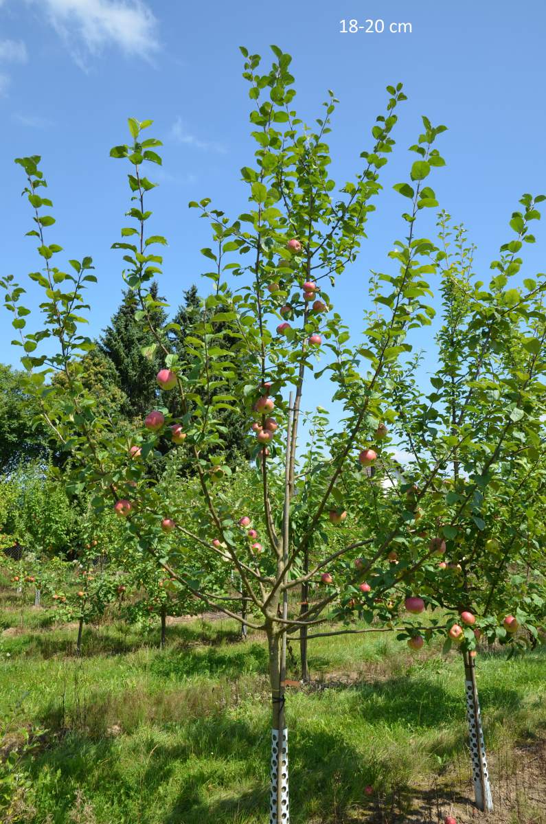 Apfel: Jakob Fischer