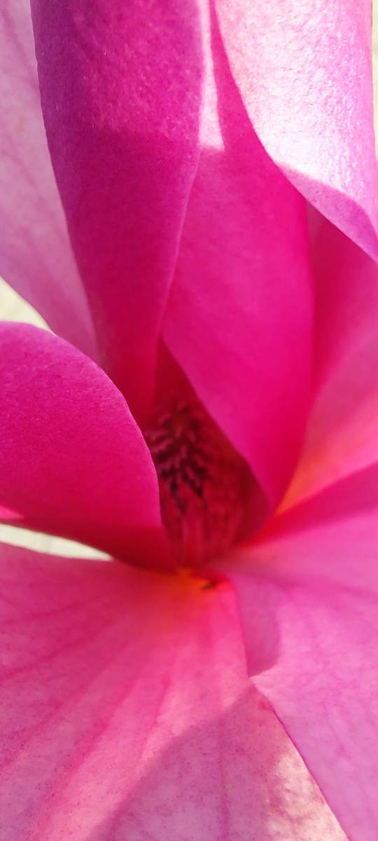 Magnolie: Tulpenmagnolie Spectrum