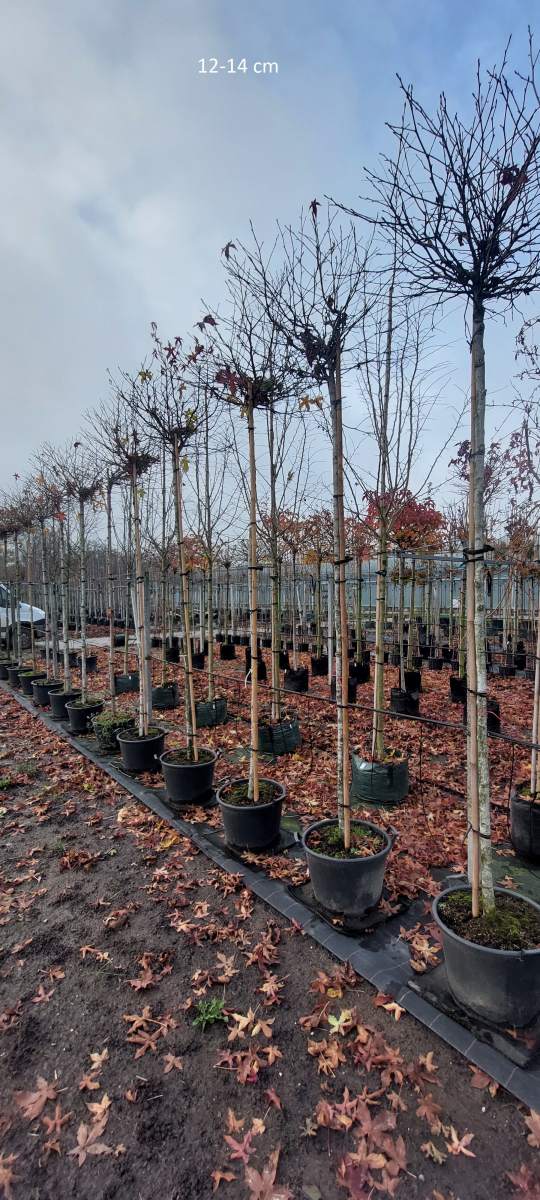 Amberbaum: Kugel-Amberbaum mit 250 cm Stammhöhe