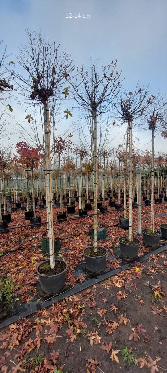 Amberbaum: Kugel-Amberbaum mit 240 cm Stammhöhe