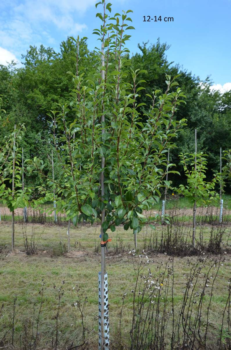 Birne: Clapps Liebling