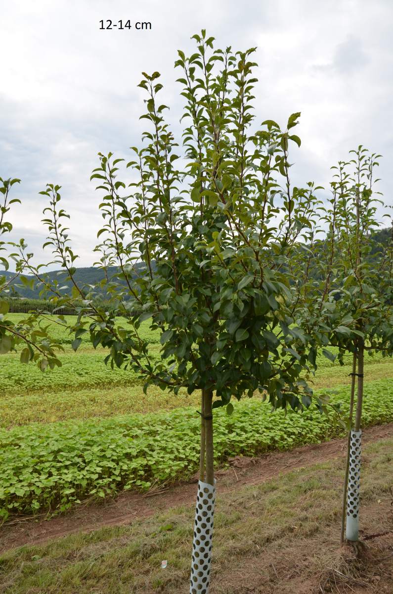 Birne: Clapps Liebling