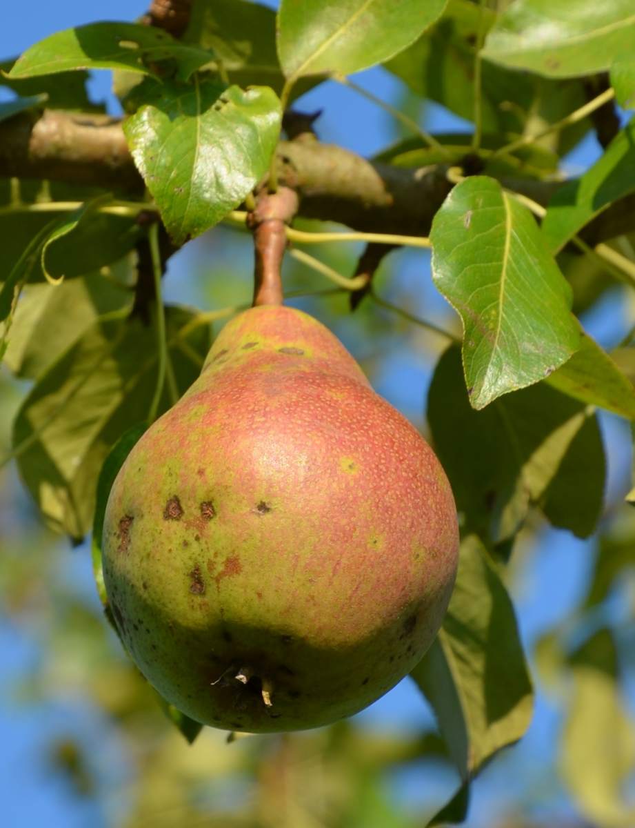 Birne: Clapps Liebling