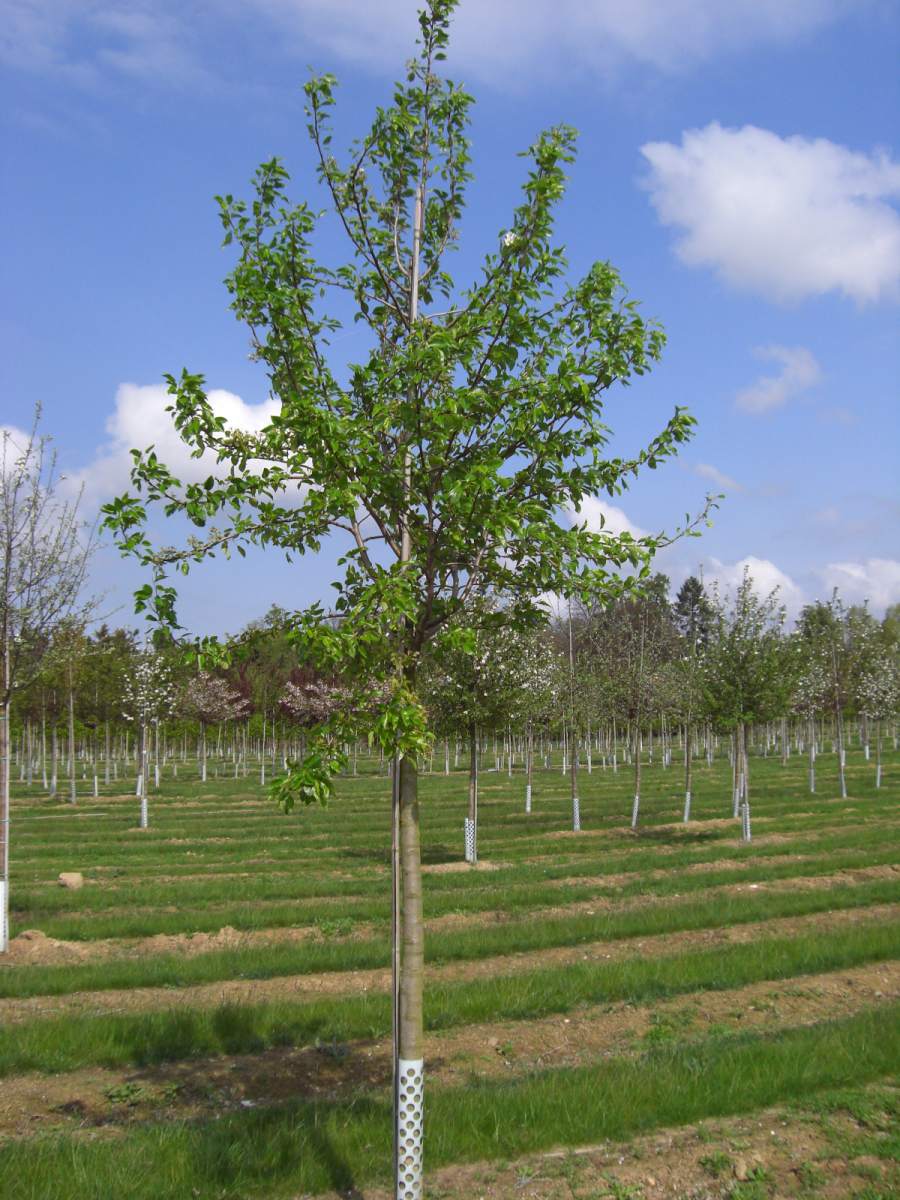 Birne: Clapps Liebling