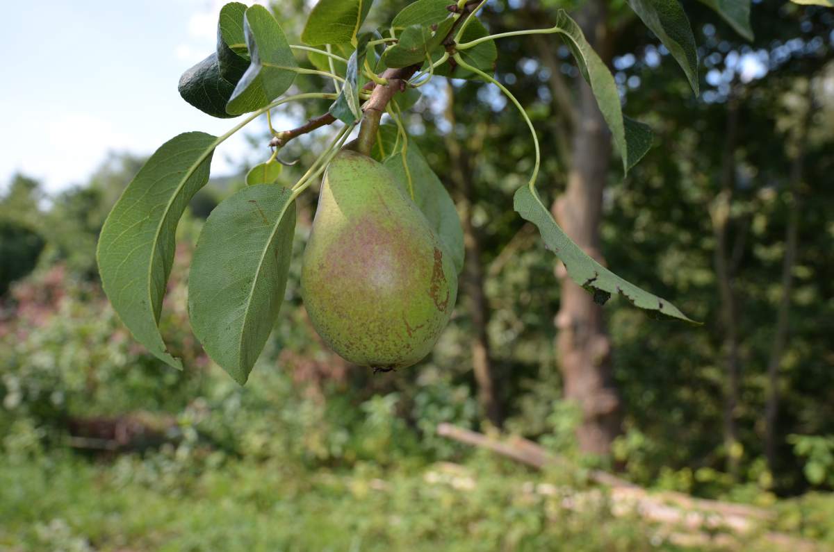 Birne: Clapps Liebling