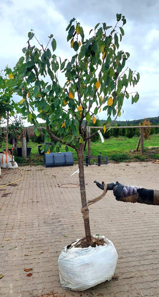 Süßkirsche Regina - Halbstamm