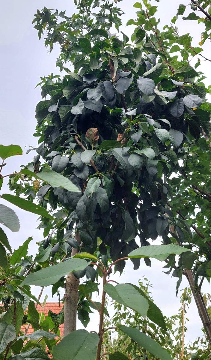 Kugel-Blumenesche - Hochstamm