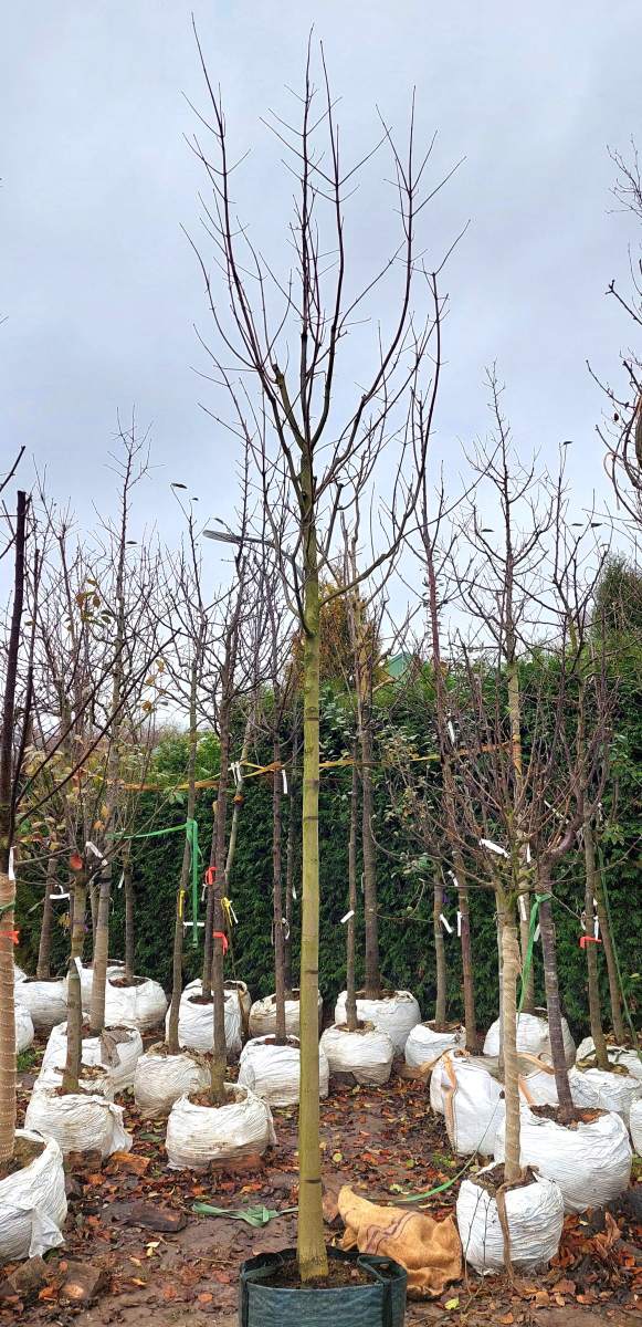 Blutahorn - Hochstamm