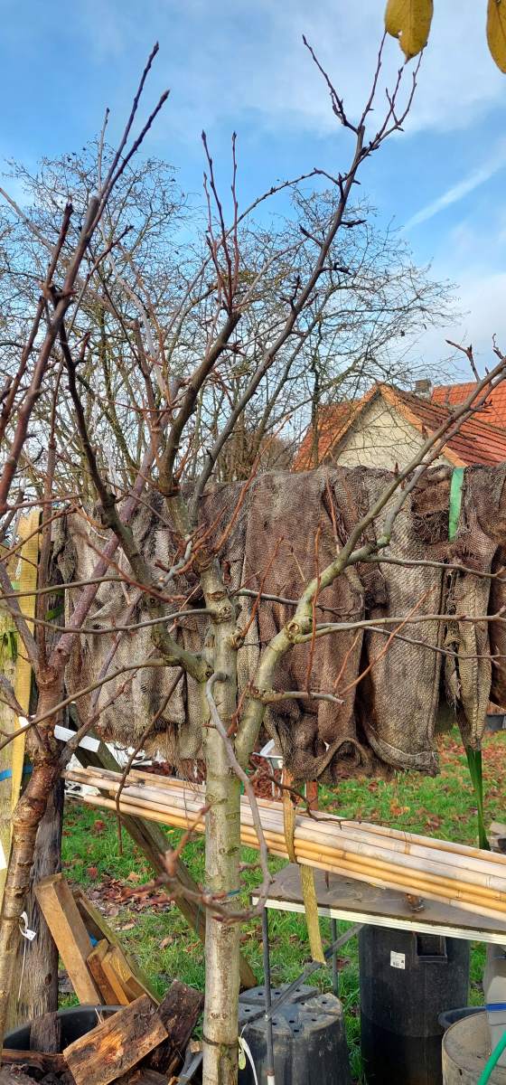 Birne Gräfin von Paris - Halbstamm