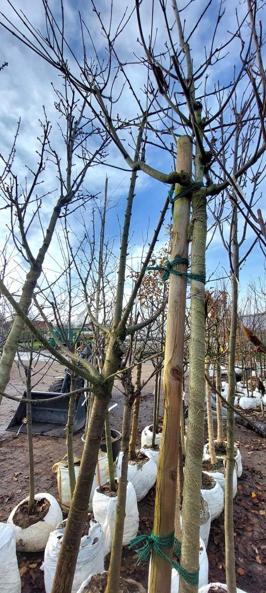 Preview: Süßkirsche Narana - Halbstamm