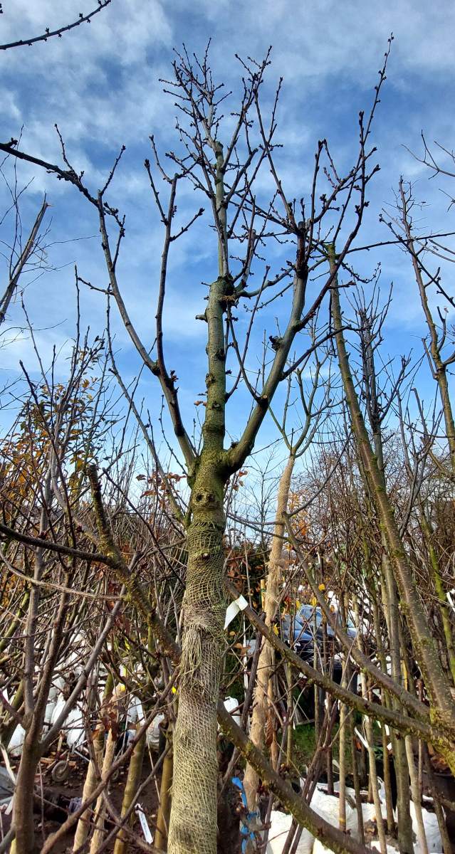 Dürkheimer Krachmandel - Hochstamm