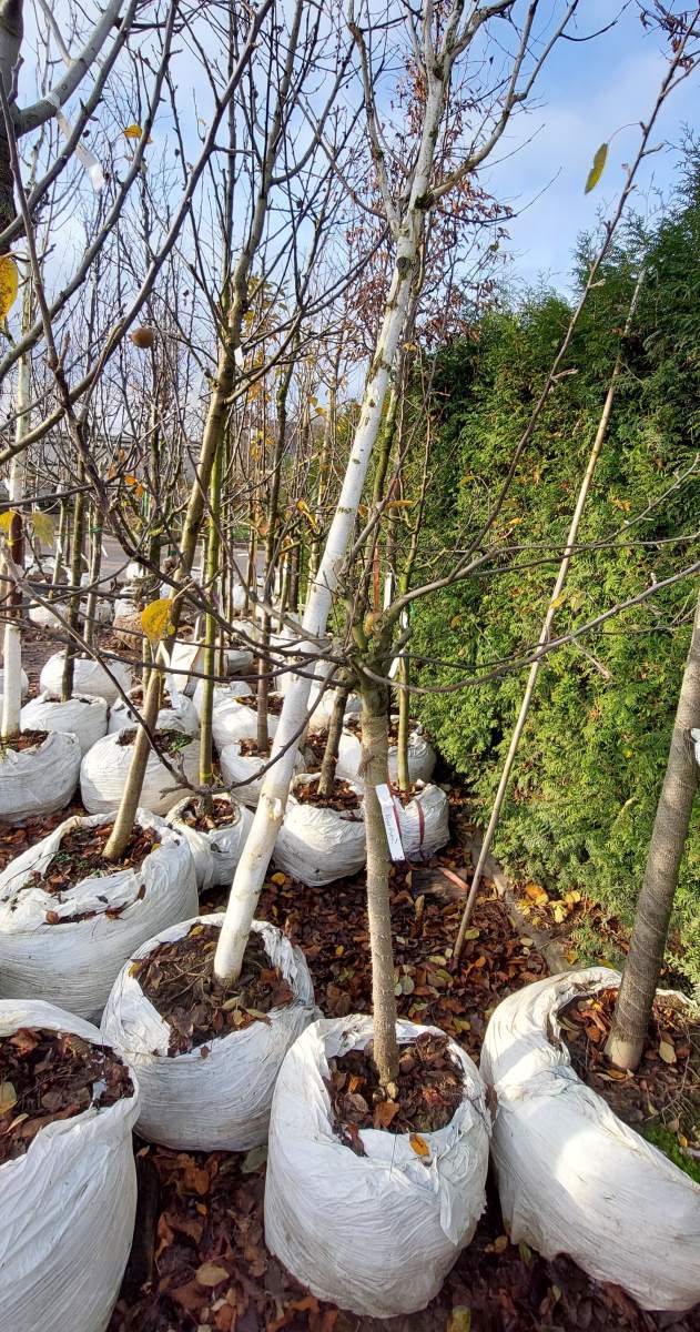 Apfel Braeburn - Halbstamm