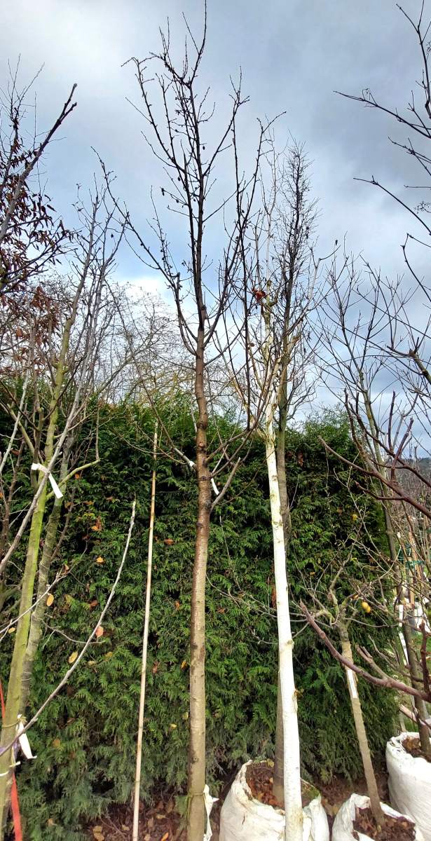 Mandel: Robijn - Hochstamm