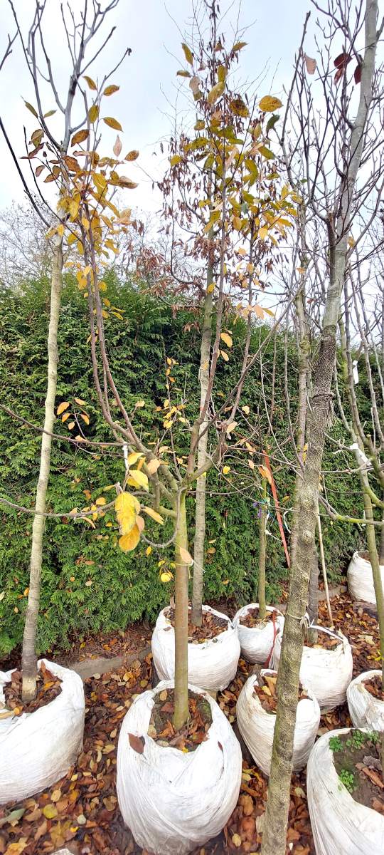 Apfel Ecolette - Halbstamm