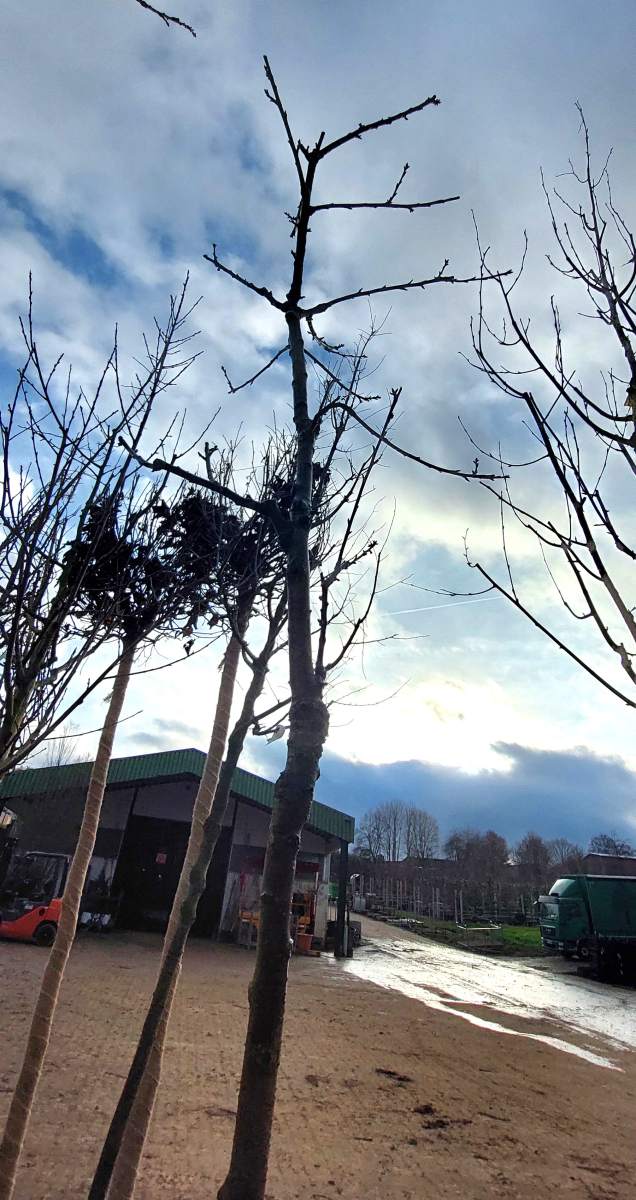 Preview: Süßkirsche Burlat - Hochstamm