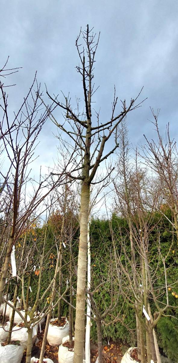 Oullins Reneklode - Hochstamm