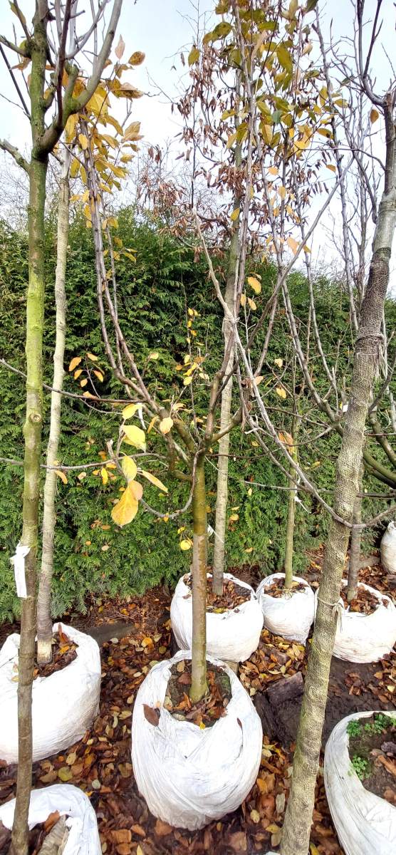 Apfel Ecolette - Halbstamm