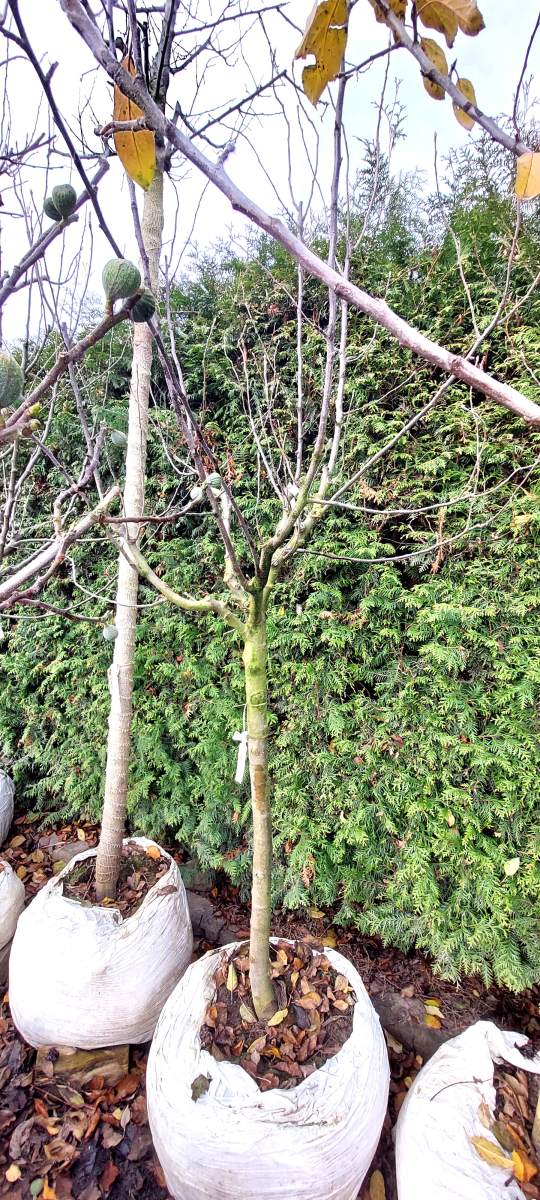 Preview: Apfel Laxton´s Superb - Halbstamm