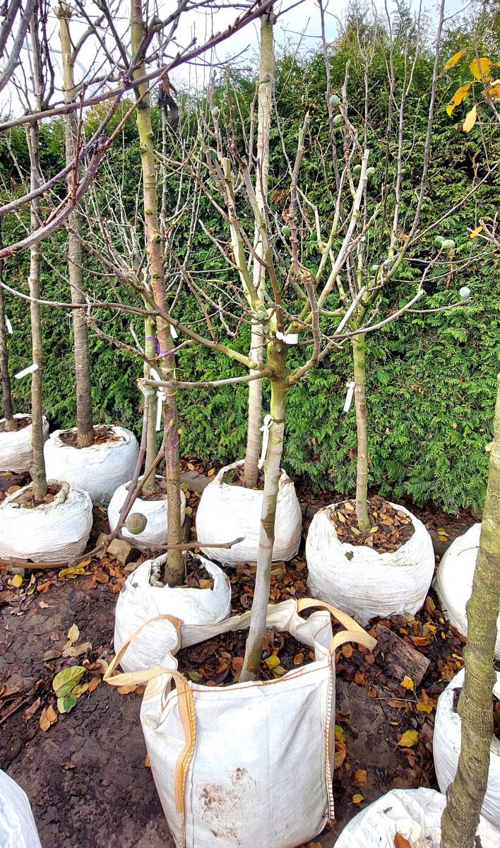 Feige veredelt - Halbstamm