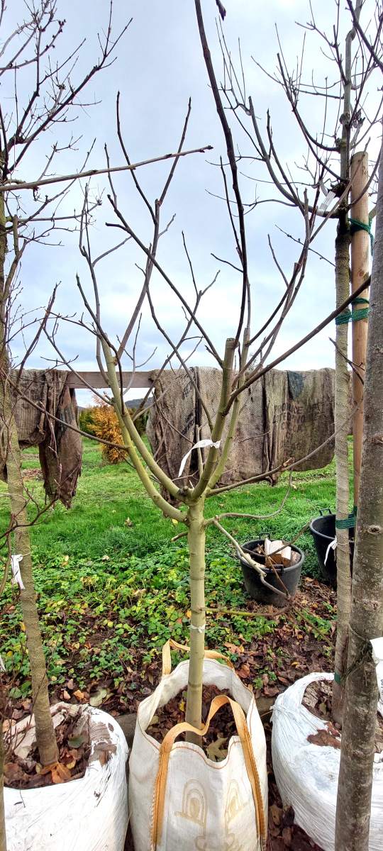 Feige veredelt - Halbstamm