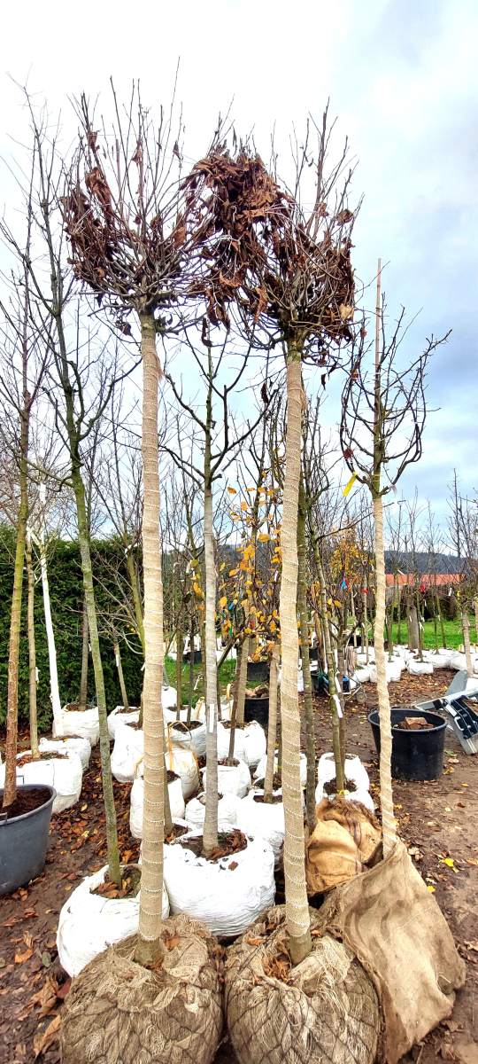 Preview: Platane: Kugel-Platane - Stammhöhe ca. 250 cm