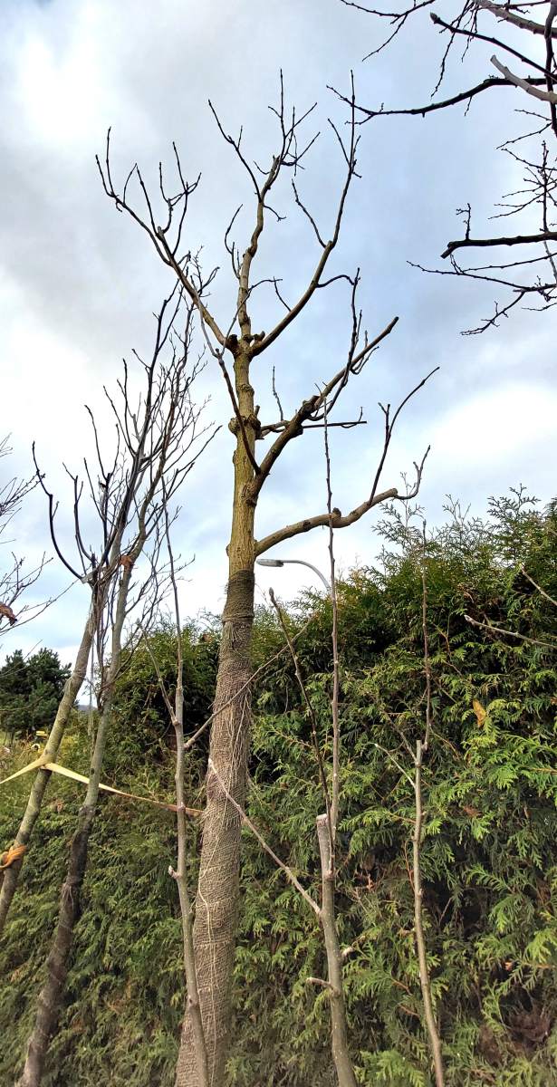 Trompetenbaum Hochstamm