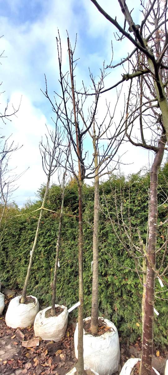 Zwetschge/Pflaume Haganta - Hochstamm