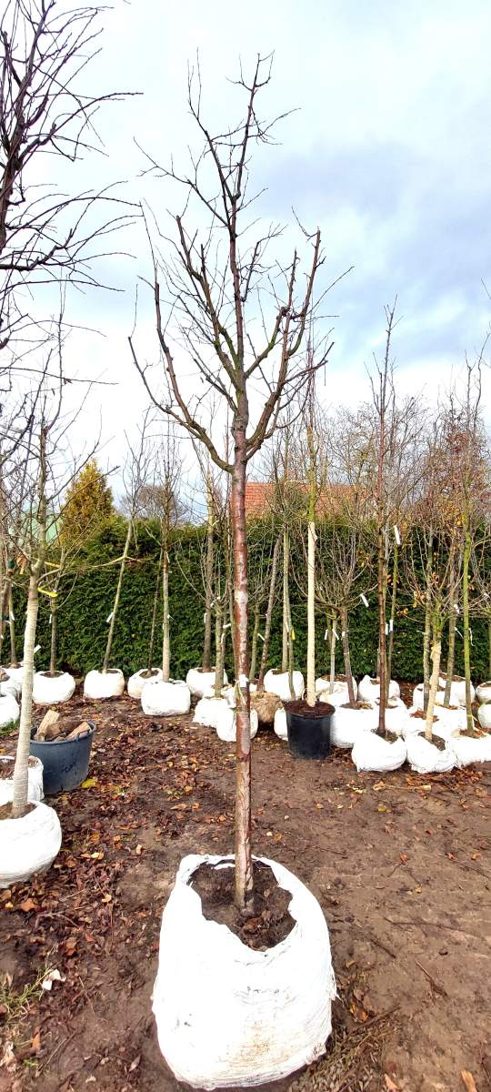 Pflaume Königin Viktoria - Hochstamm