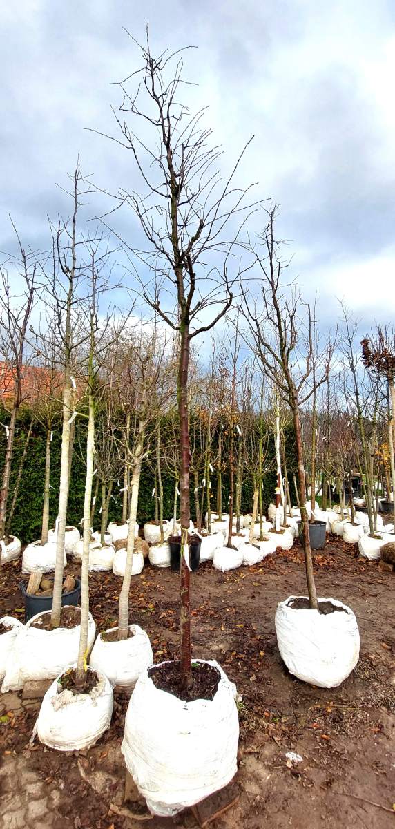 Pflaume Königin Viktoria - Hochstamm