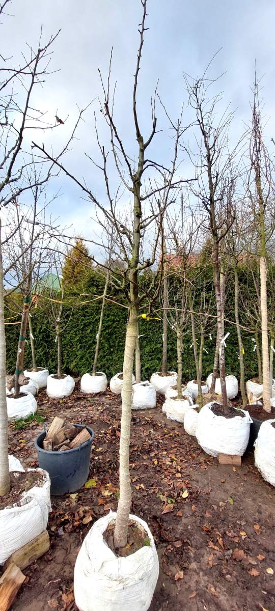 Birne Köstliche von Charneux