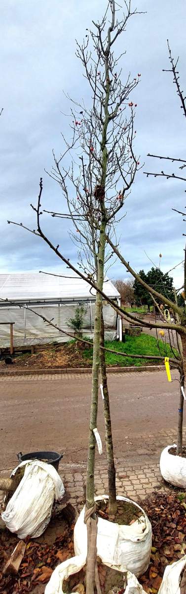 Preview: Apfeldorn - Hochstamm