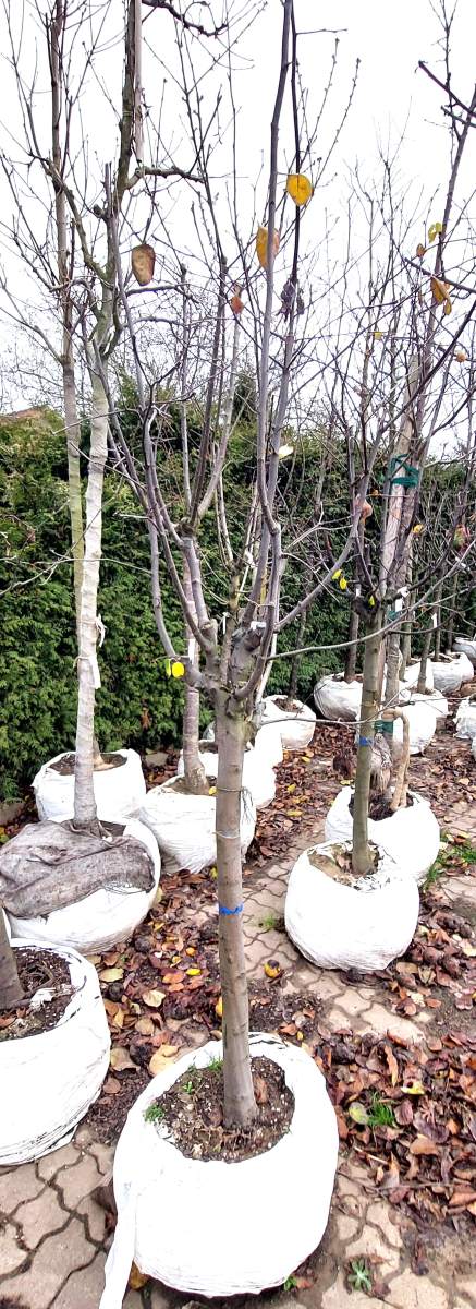 Portugiesische Birnenquitte - Halbstamm