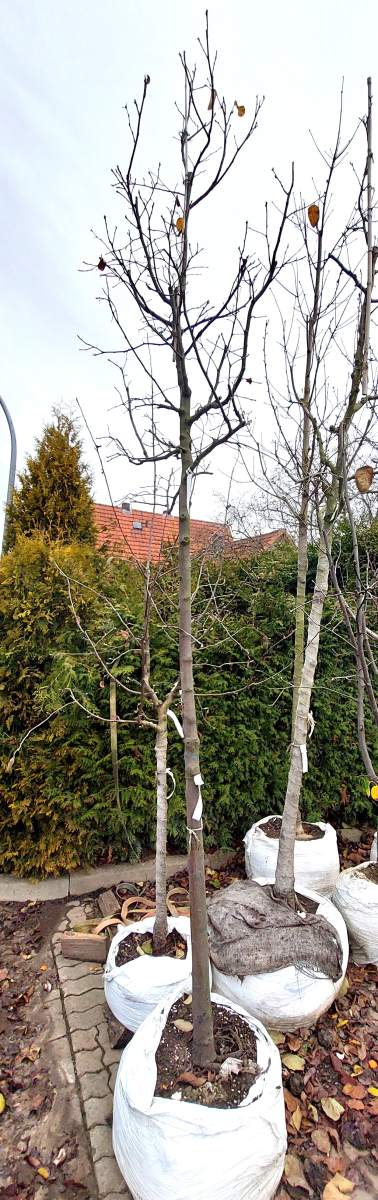 Quitte Riesen-Birnenquitte - Hochstamm