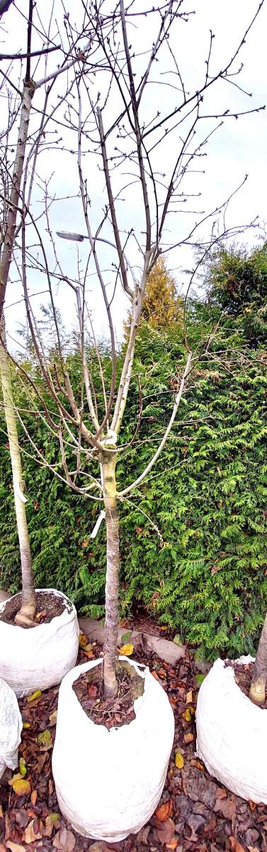 Mandel Kulturmandel (nicht veredelt) - Halbstamm