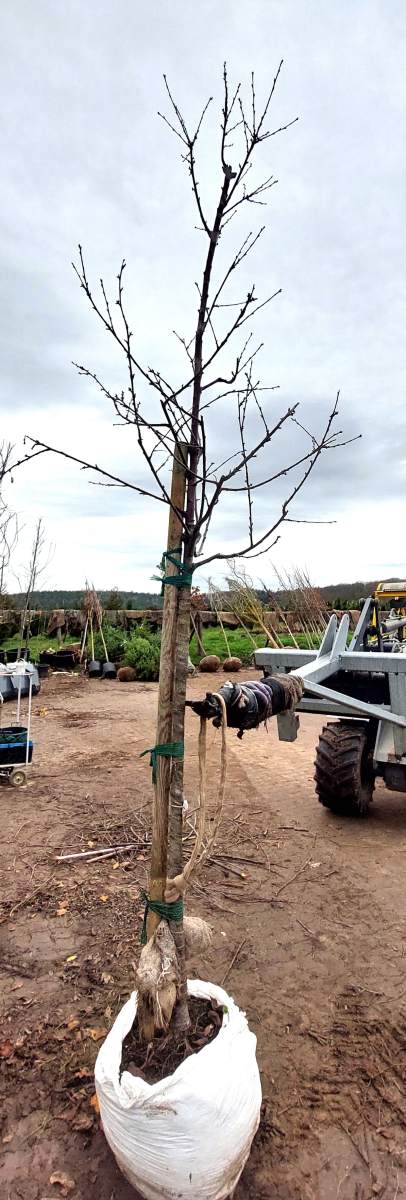 Süßkirsche Große Prinzessinkirsche - Hochstamm