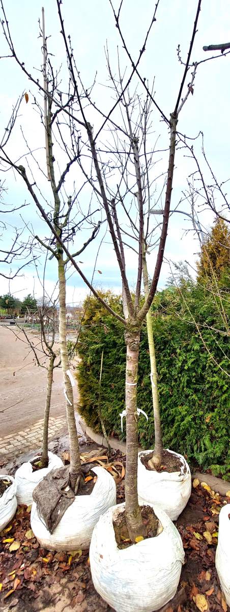 Süßkirsche Große Prinzessinkirsche - Halbstamm