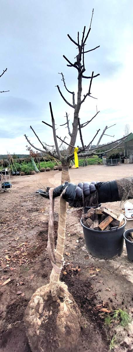 Große Grüne Reneklode - Halbstamm