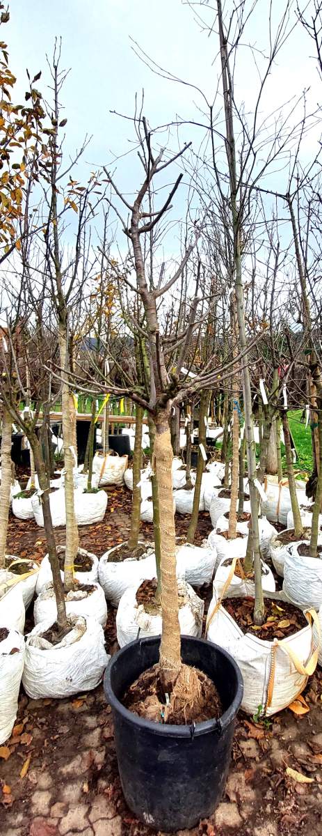 Preview: Große Grüne Reneklode - Halbstamm