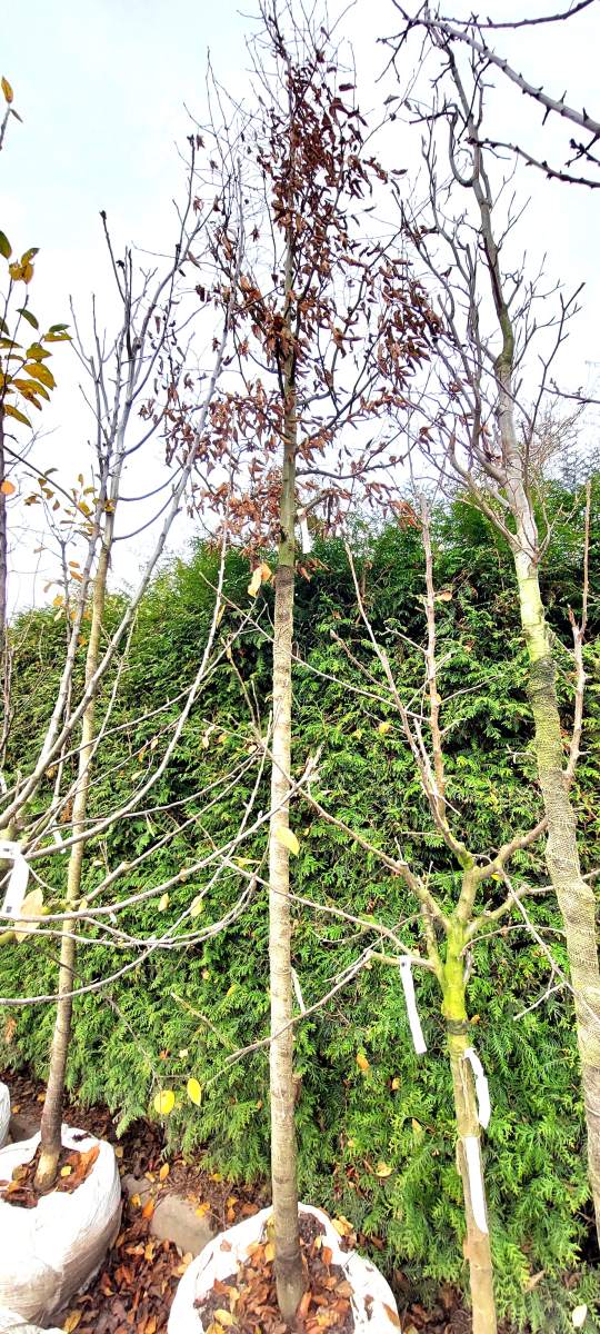 Hainbuche - Hochstamm