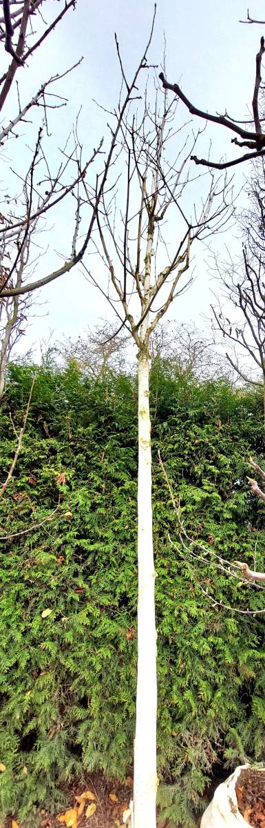 Himalaya-Birke - Hochstamm